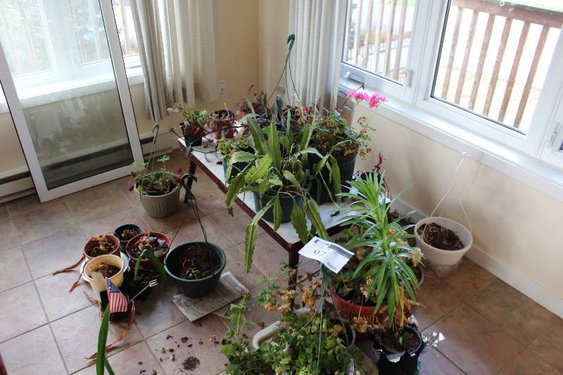 lot 97 image: Plant Lot includes numerous plants of various sizes