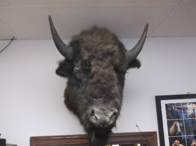 Buffalo Mount