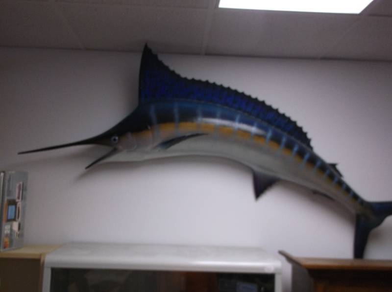 Sailfish Mount