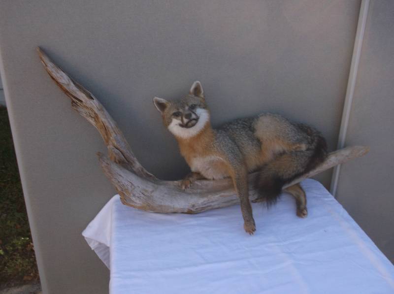 Fox
