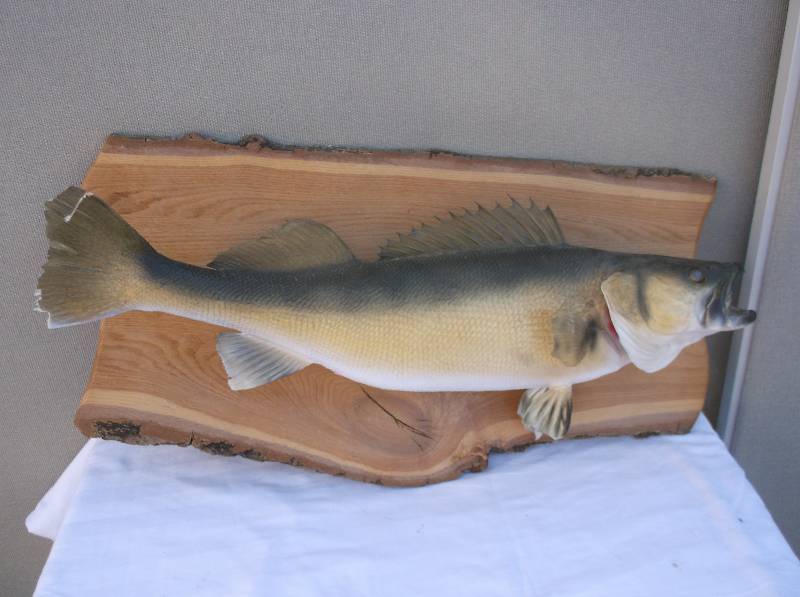 Walleye