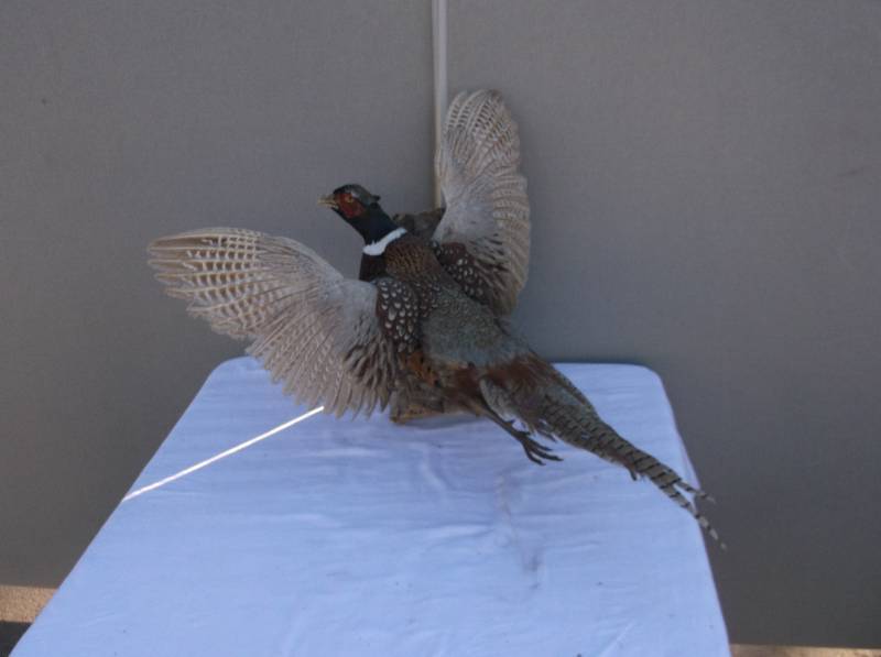 Pheasant