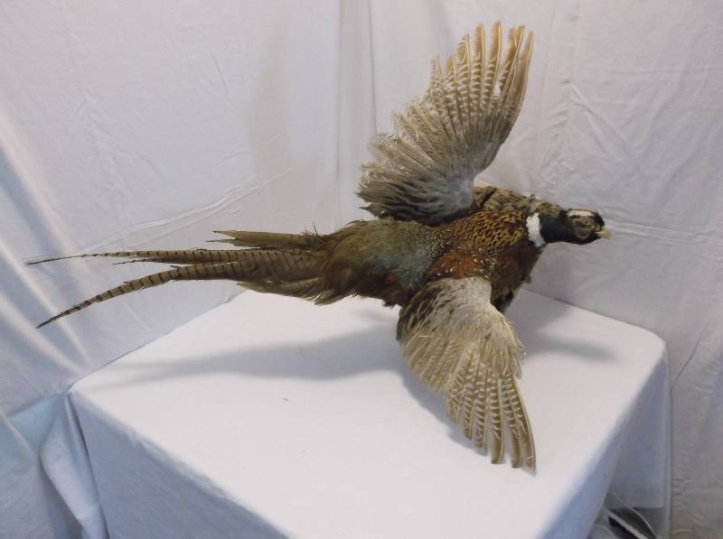 Pheasant