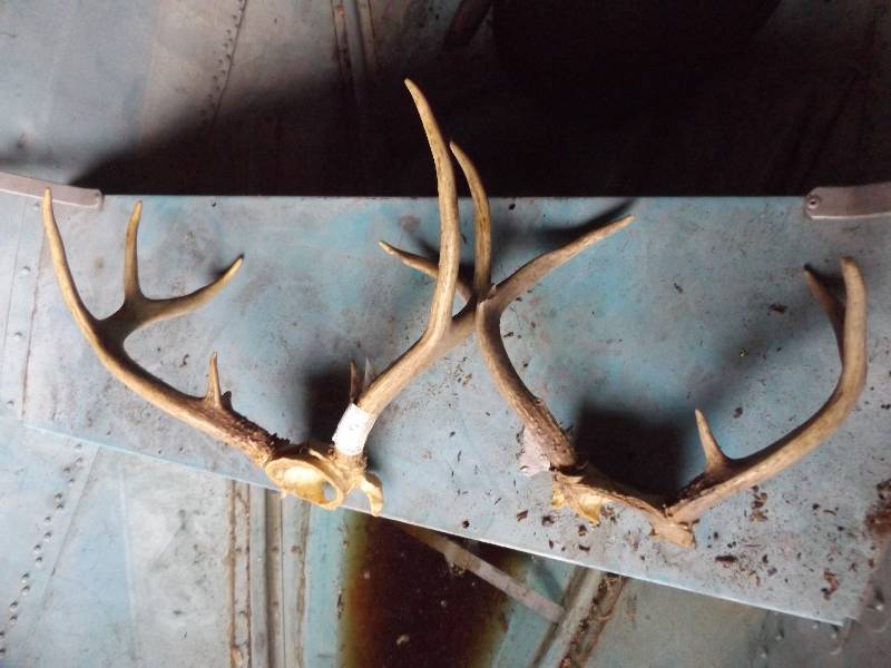 Deer Antlers