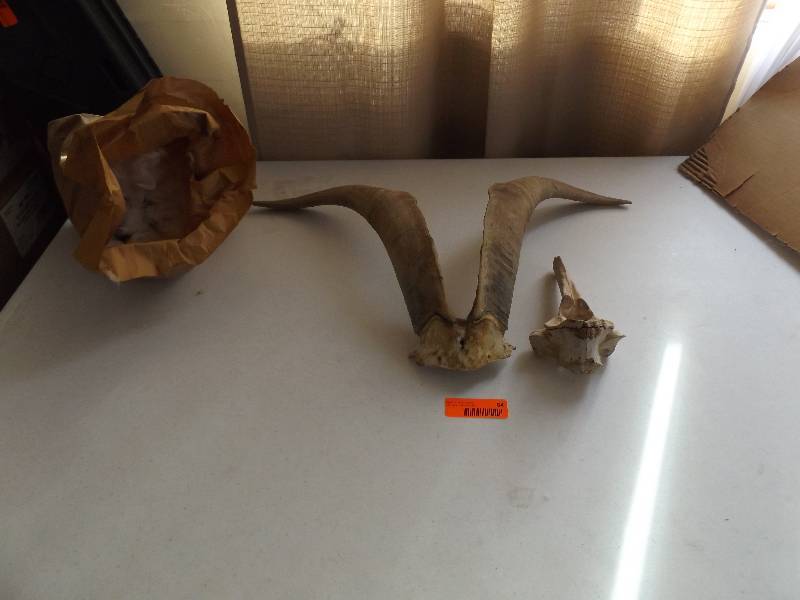Horns and Bone