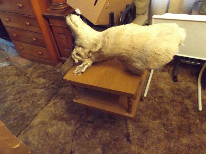 Night Stand and Antelope mount