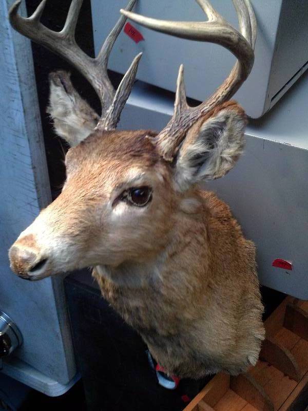 10 point buck