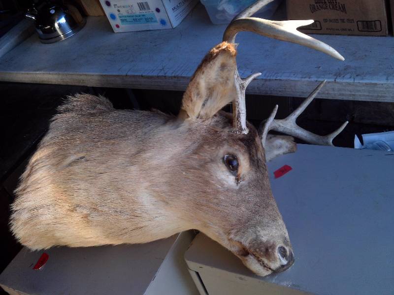 8 point buck