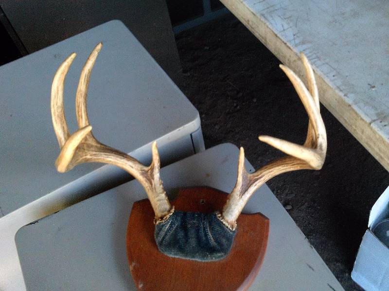 8 point buck