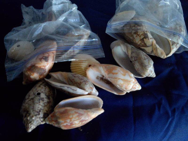 2 bags of shells