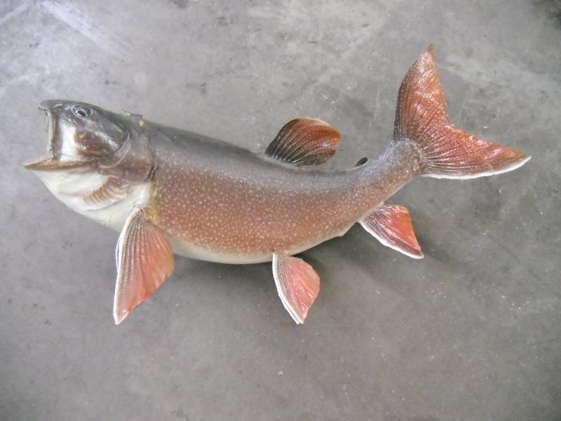Lake Trout Mount