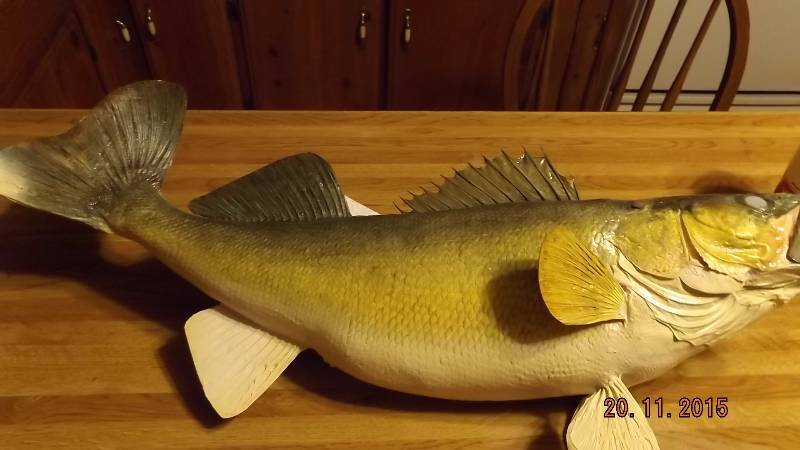 Stuffed Walleye Approximately 10 Pounds