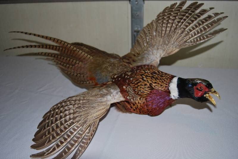 Sportsman 114