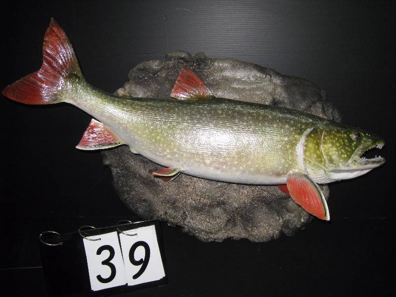 lot 39 image: mounted trout
