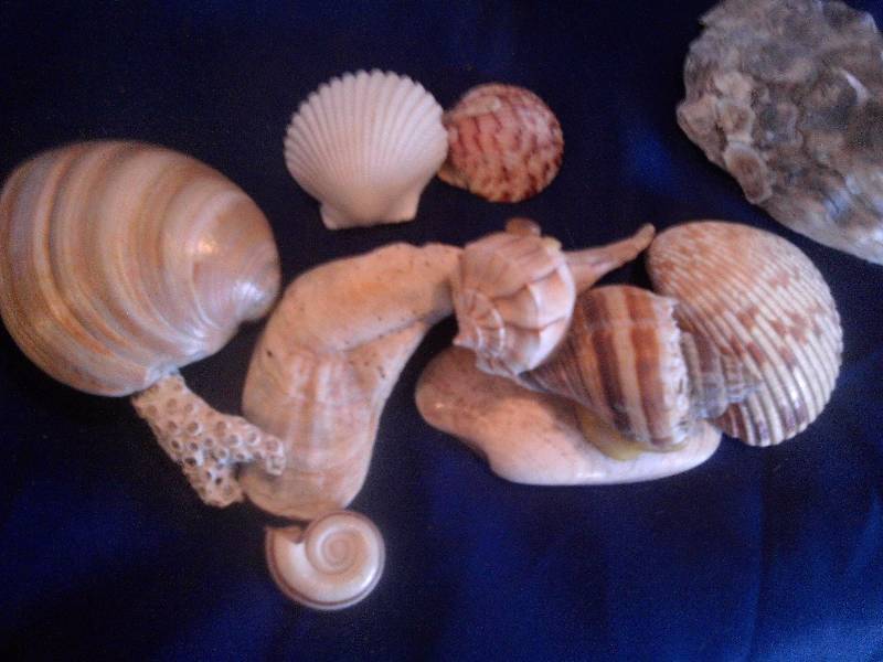 beautiful seashells for crafting
