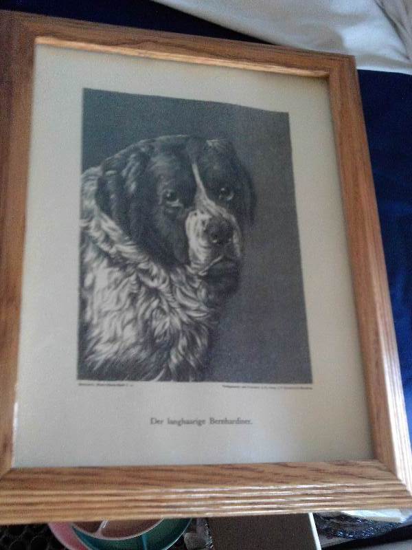 vintage st bernard picture