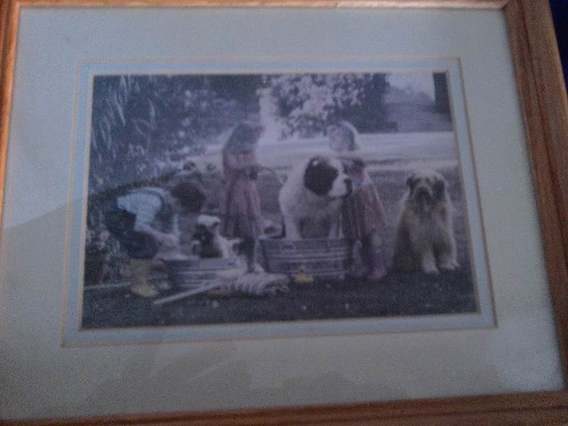 vintage 3 st bernards and kids picture