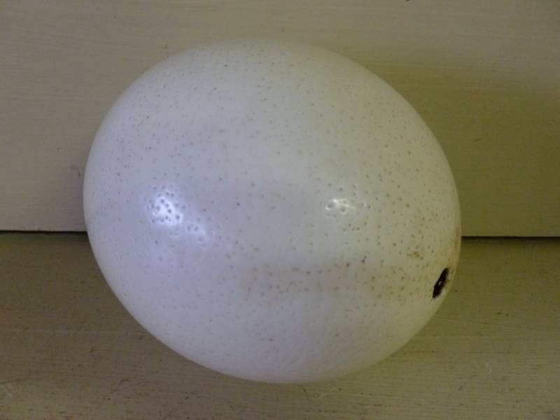 Ostrich Egg