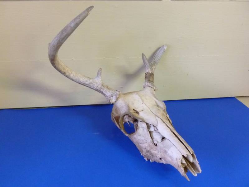 Skull