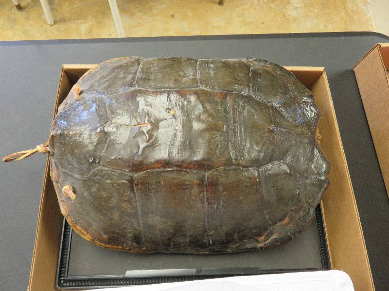 folding hamper and tortoise shell