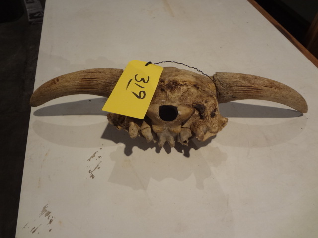 lot 319 image: SkullHorns