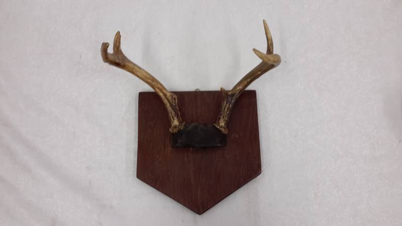 Antler mount