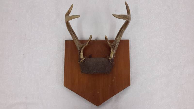 Antler mount