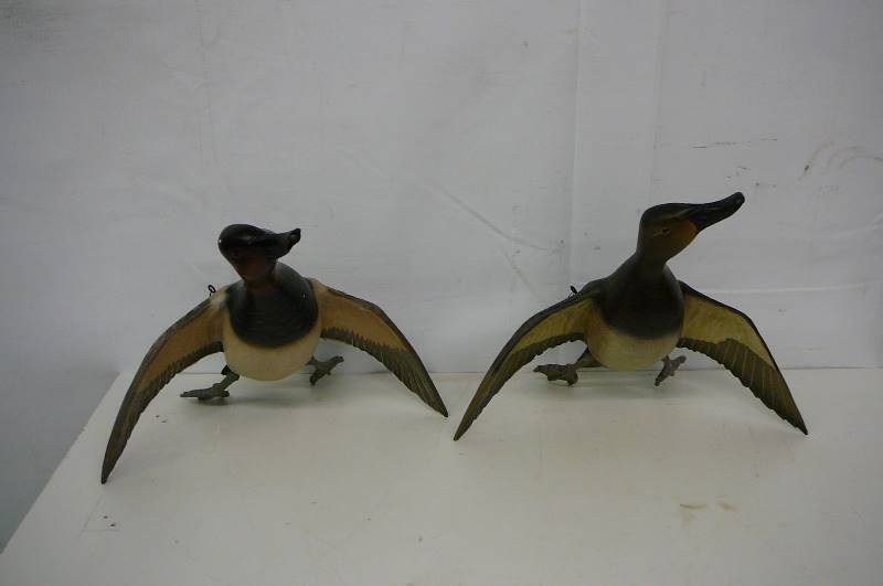 Flying Canvas Back Hen & Drake in Box