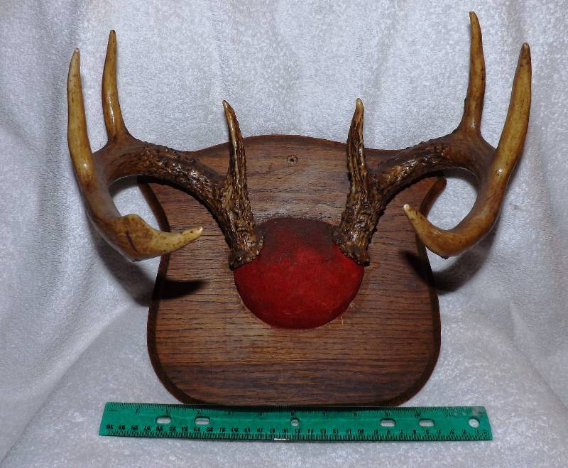 Deer Horns  Antlers