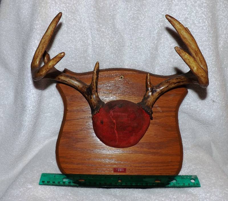 Deer Horns  Antlers