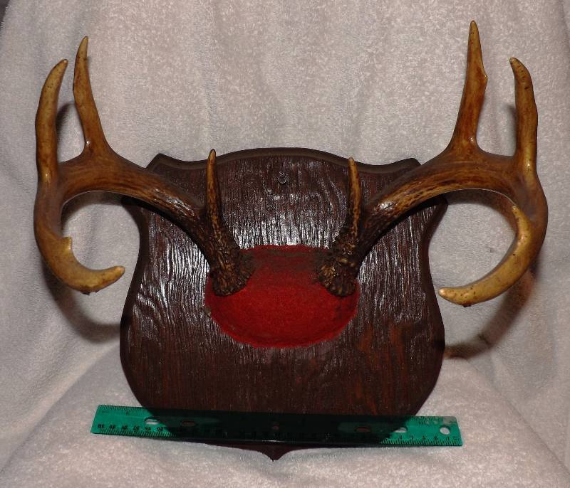 Deer Horns  Antlers