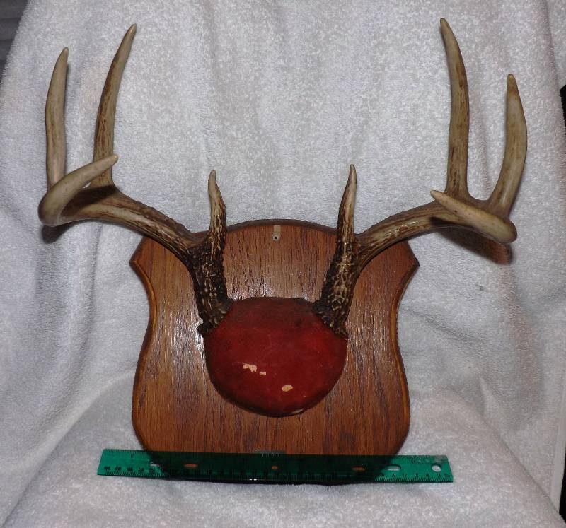 Deer Horns  Antlers
