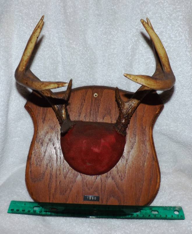 Deer Horns  Antlers