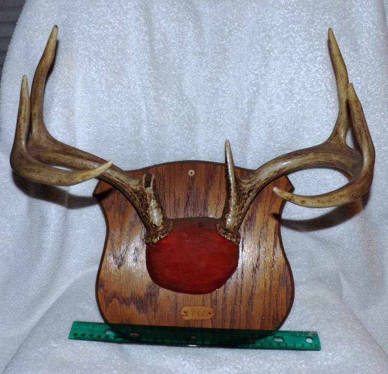 Deer Horns  Antlers
