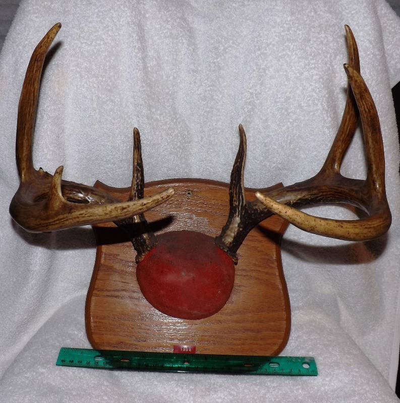 Deer Horns  Antlers