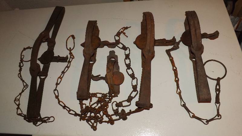 Animal Traps