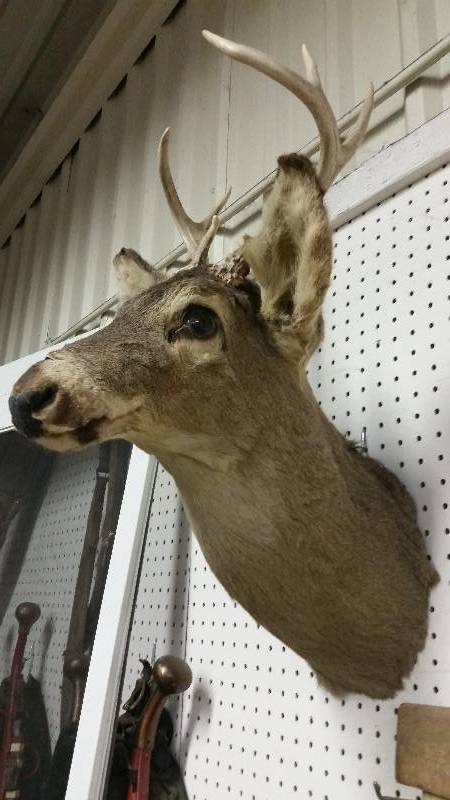 Deer Head Mount