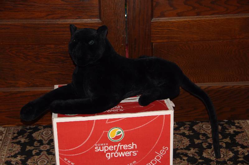 Panther