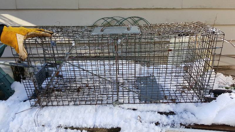 lot 313 image: Racoon Trap
