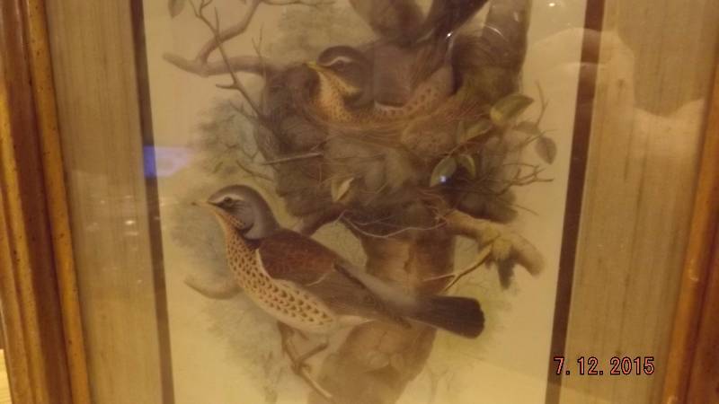 Framed & Matted Picture Of Birds