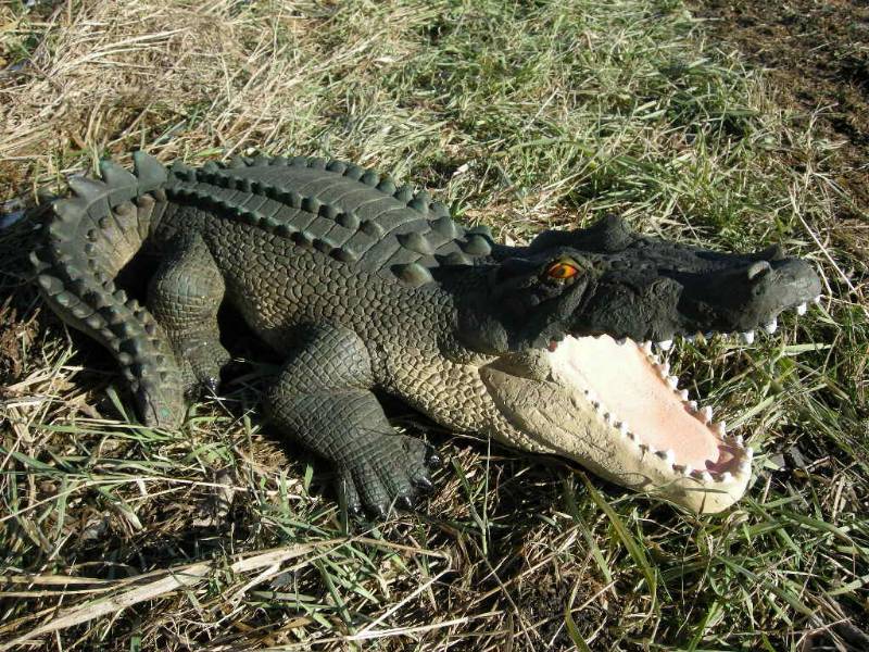 Alligator