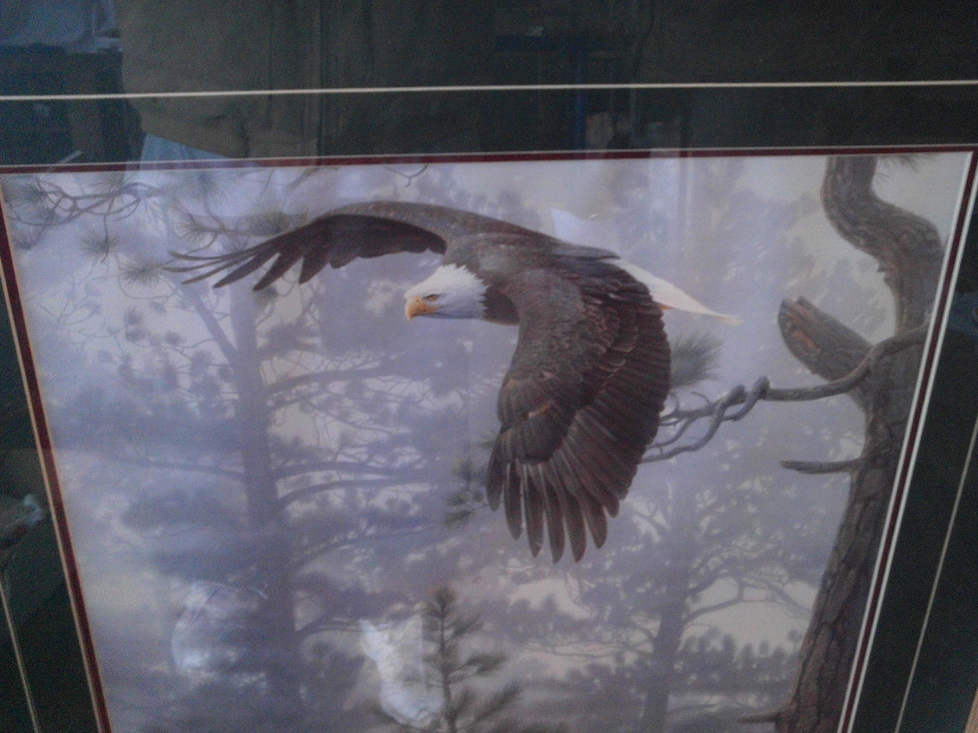 eagle picture