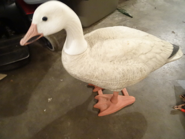 White goose in good condition