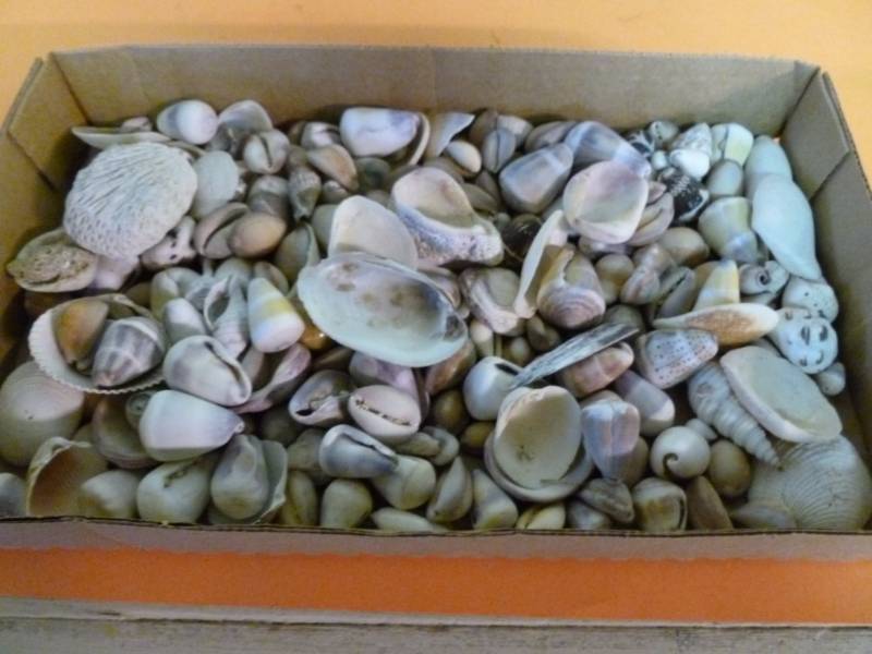Seashell