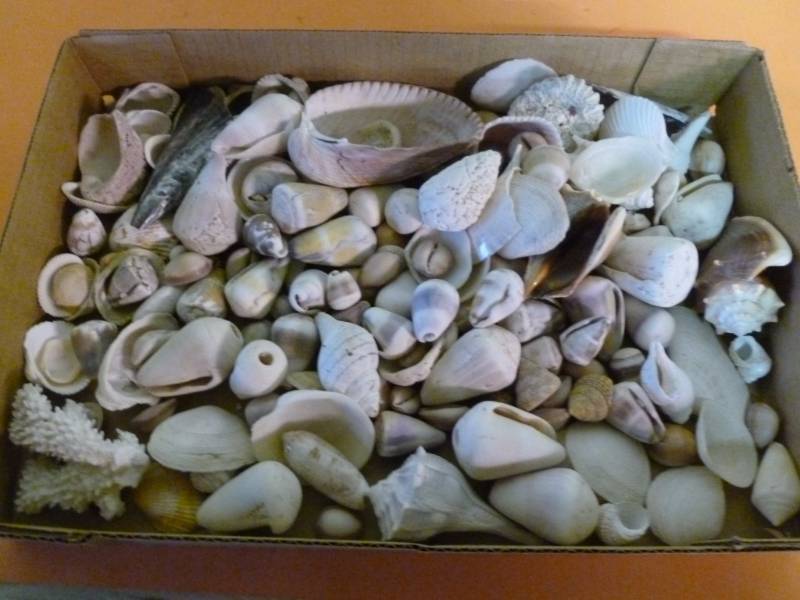 Seashell