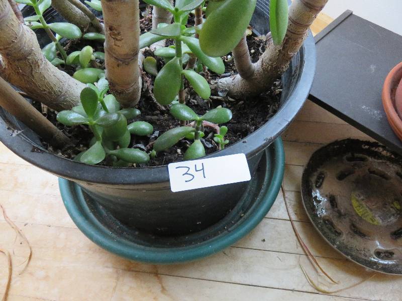 Two potted plants