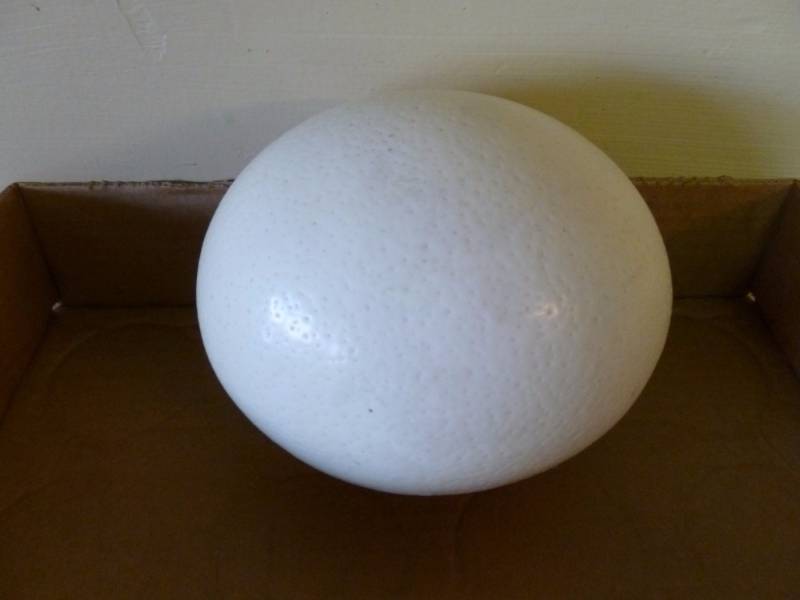 Ostrich Egg