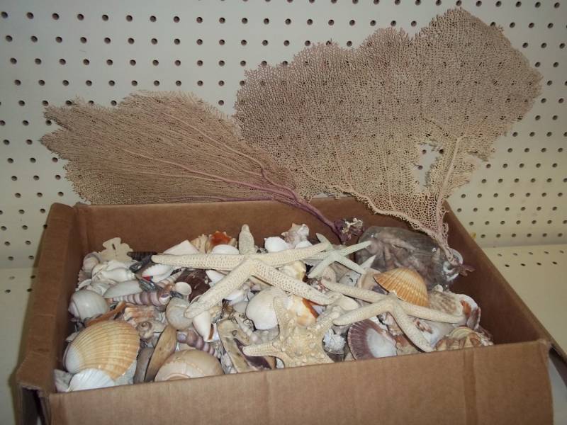 lot 5 image: Sea Shell Assortment