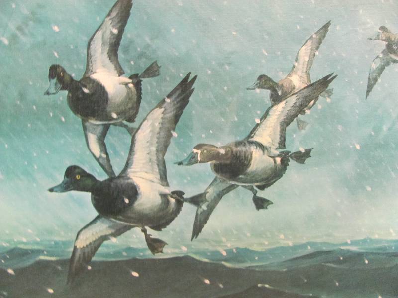 Wildlife Artwork