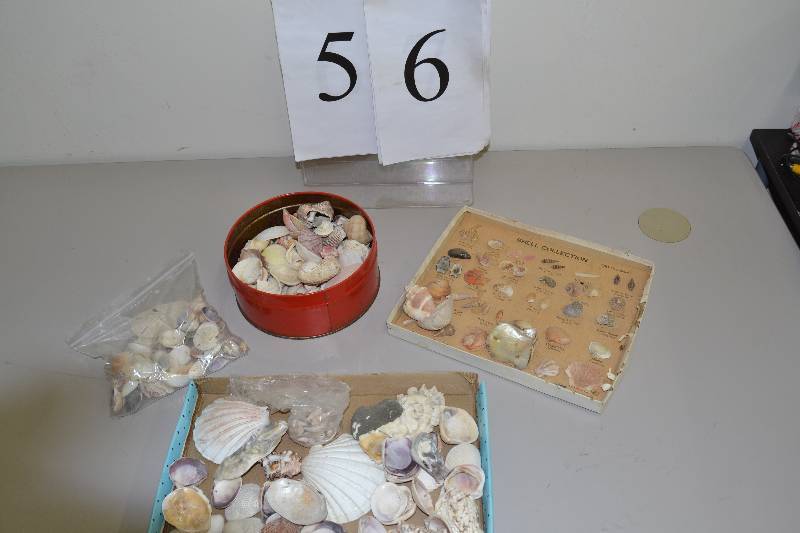 lot 56 image: Shells